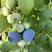 青岛蓝莓头茬鲜果蓝莓，一手货源产产地直发，欢迎来电