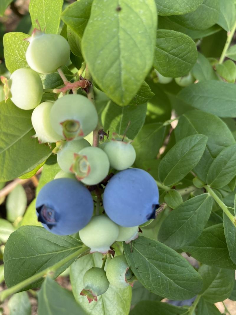 青岛蓝莓头茬鲜果蓝莓，一手货源产产地直发，欢迎来电