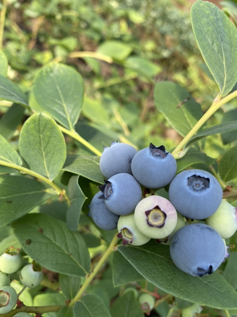 【官方推荐】头茬鲜果蓝莓，一手货源产产地直发，欢迎来电