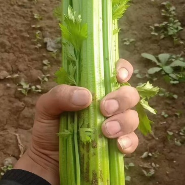 华州芹菜大量上市视频看货当天发车欢迎联系