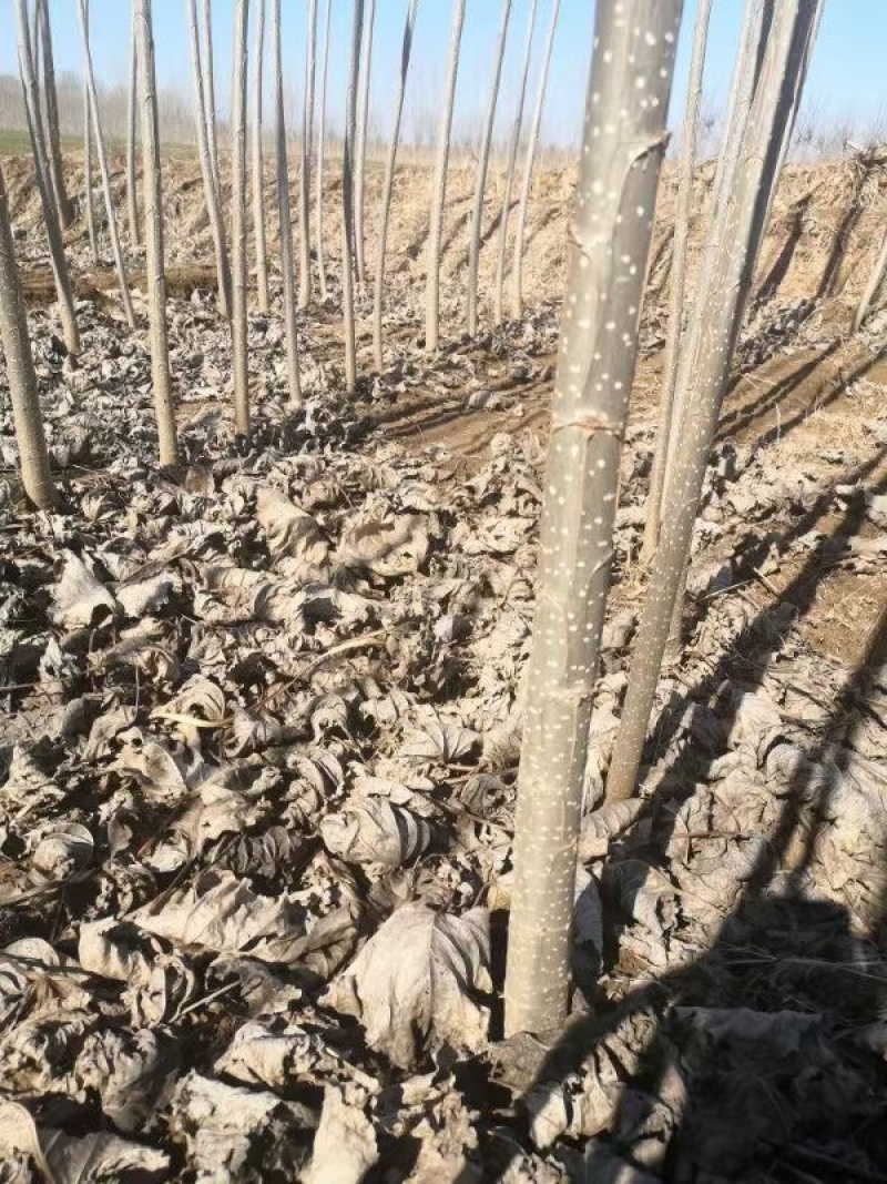 济阳107杨树苗大量出售