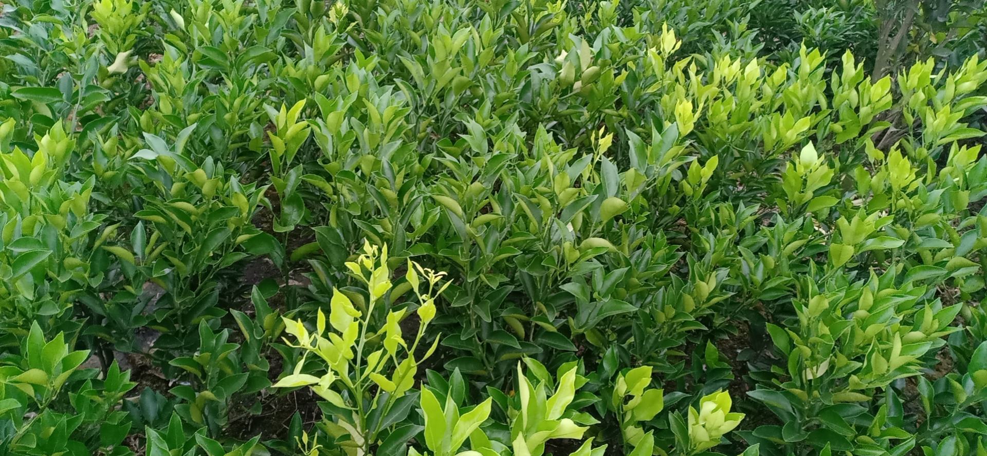 柑桔种苗基地实景图