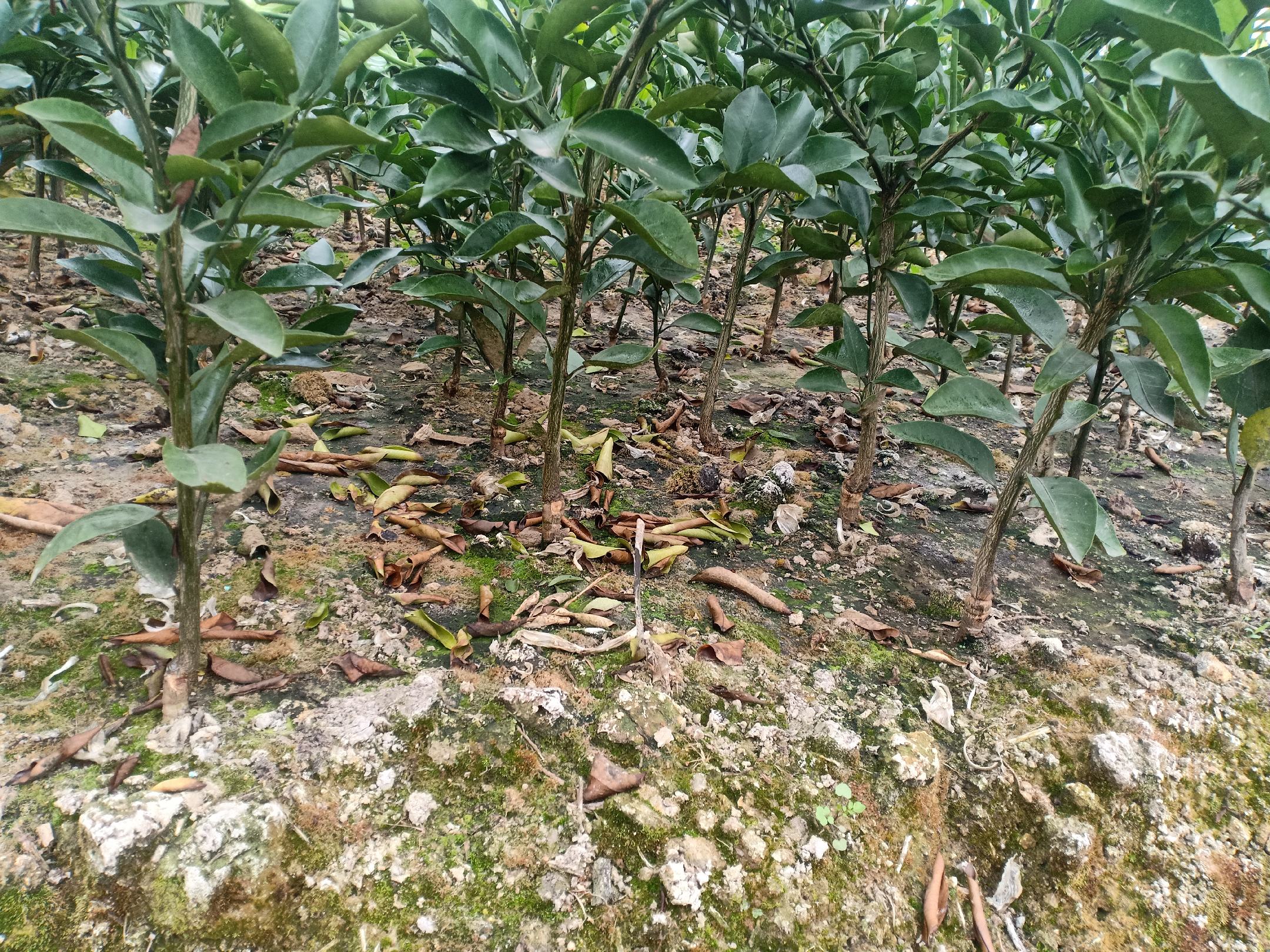 爱媛28号苗定植现场示意图