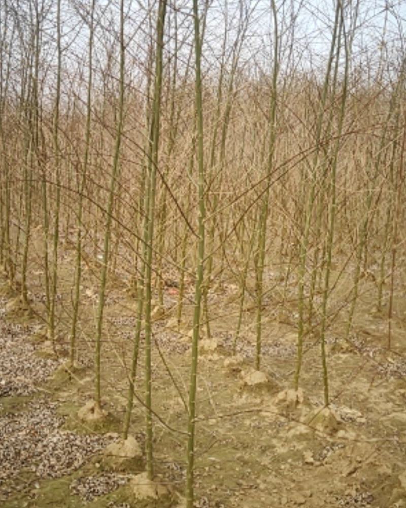 长庚苗圃长年出售各种绿化苗木国槐香花槐垂柳