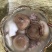 老御头正宗梅花鹿茸片【假一赔万】100克起批鹿乡直批包邮
