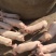 常年出售三元仔猪杜洛克新美系外三元仔猪全国专车配送