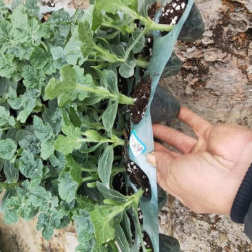 【精选】优质黑美人西瓜嫁接苗，基地种植直发，质量保证