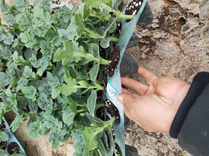 【精选】优质黑美人西瓜嫁接苗，基地种植直发，质量保证