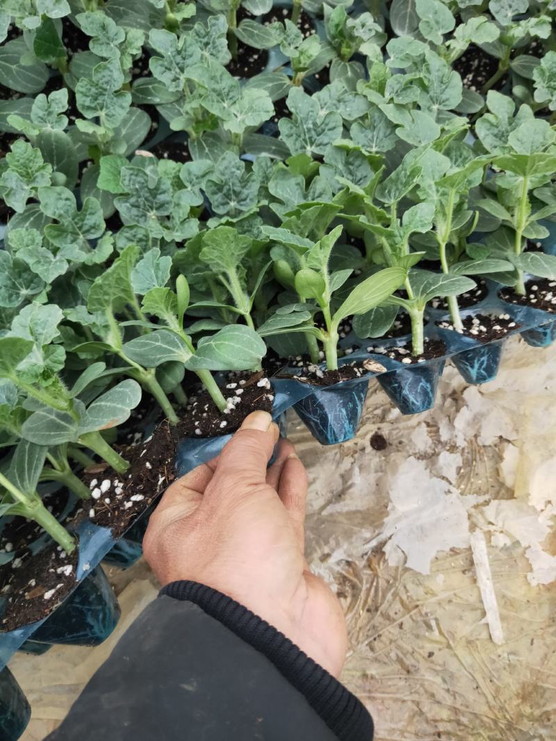 【精选】优质黑美人西瓜嫁接苗，基地种植直发，质量保证