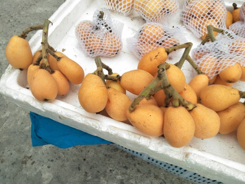 四川汉源枇杷大量上市发全国各地