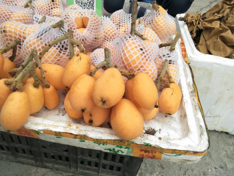 四川汉源枇杷大量上市发全国各地
