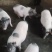 长期供应纯种巴马香猪，种猪苗，商品仔猪苗。
