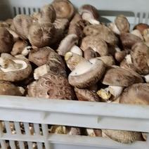 新鲜香菇种植户自产自销