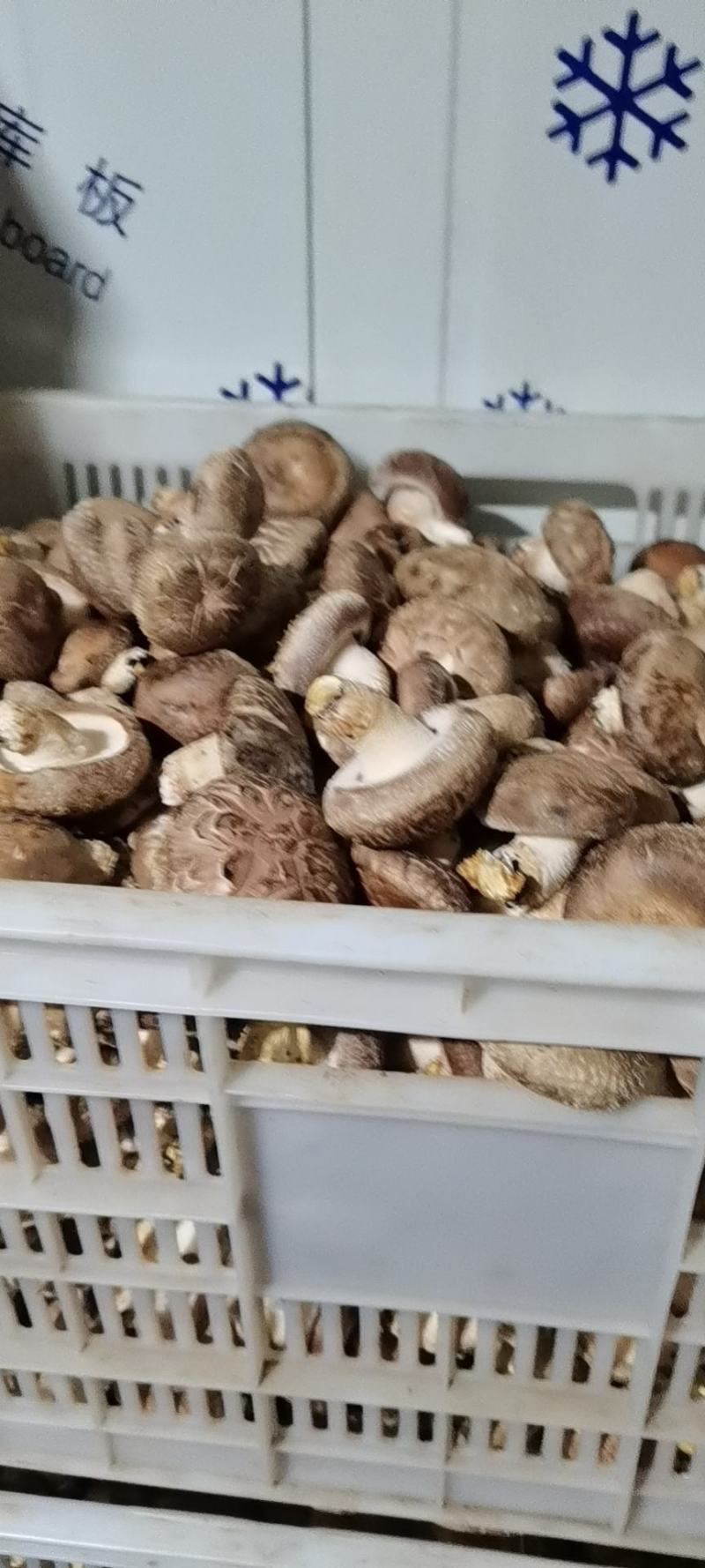 新鲜香菇种植户自产自销