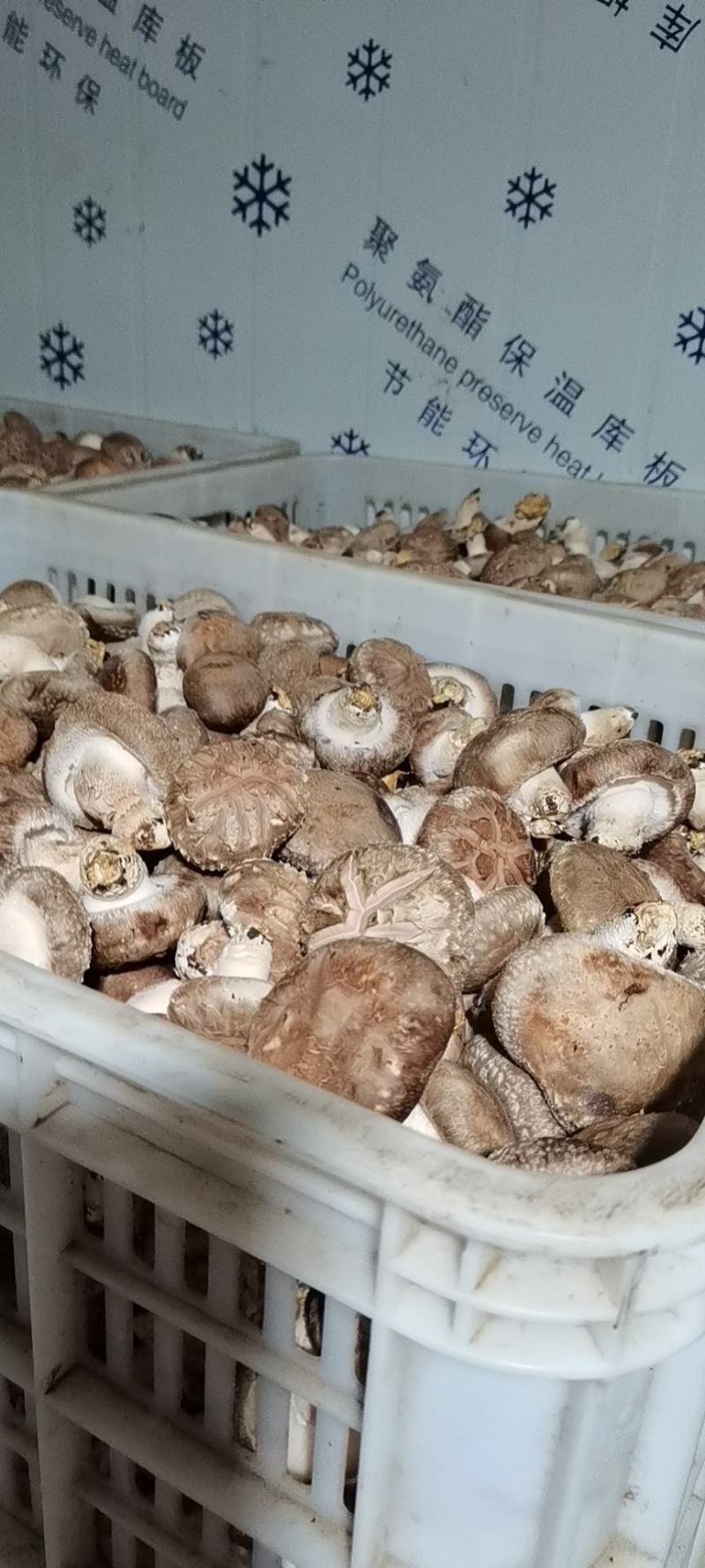 新鲜香菇种植户自产自销