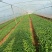 线椒苗，朝天椒苗，基地直供，支持技术，签合同包回