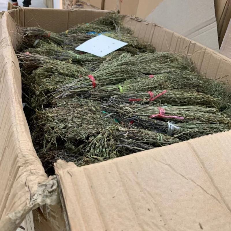 独脚金2021年新货野生缅甸云南独脚金500克