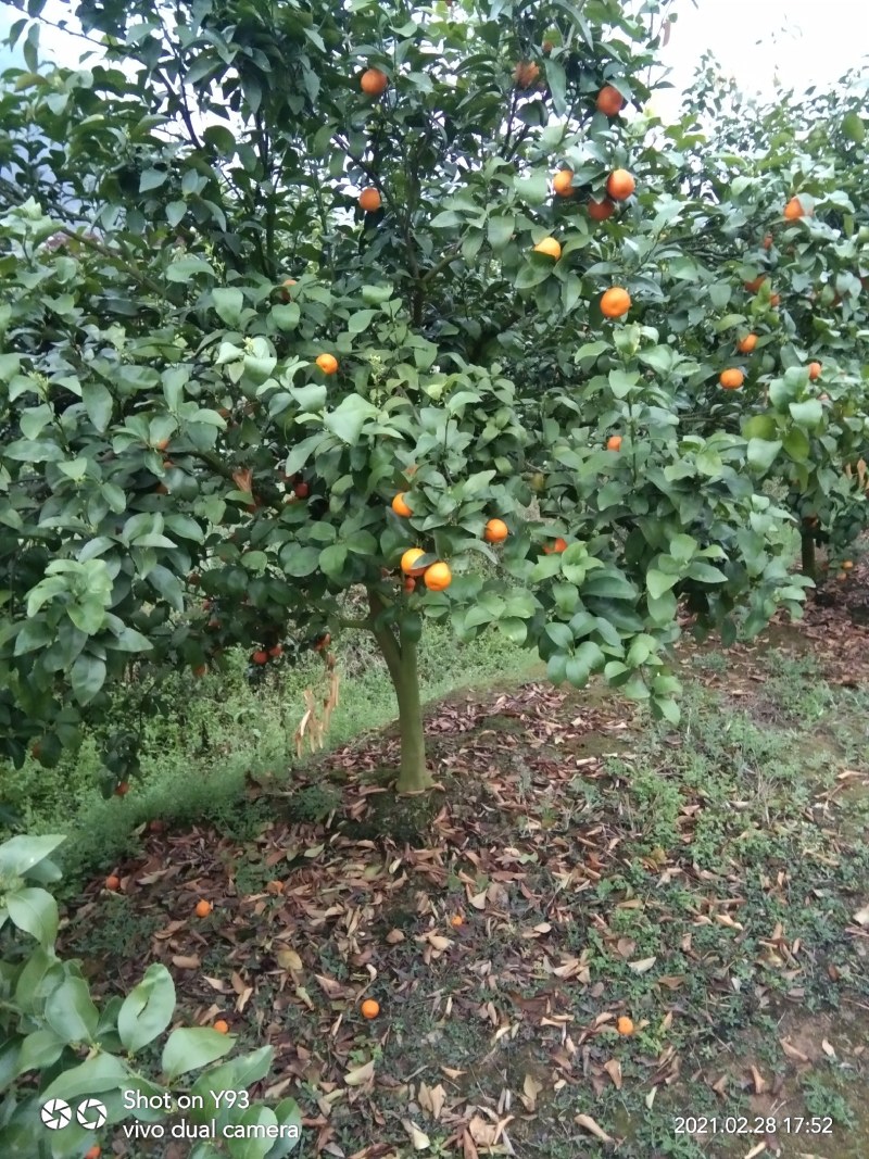 阳朔砂糖橘树，3-6公分的