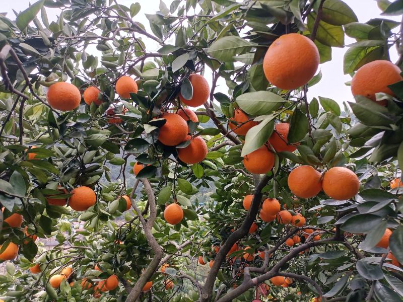 72-1产地直销水分足
