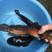 七星鱼苗红月酆鱼苗技术孵化出产优质良种鱼苗