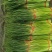 【蒜薹】新鲜红帽蒜薹大量供应，中牟基地诚信代办，欢迎看货
