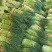 【蒜薹】新鲜红帽蒜薹大量供应，中牟基地诚信代办，欢迎看货