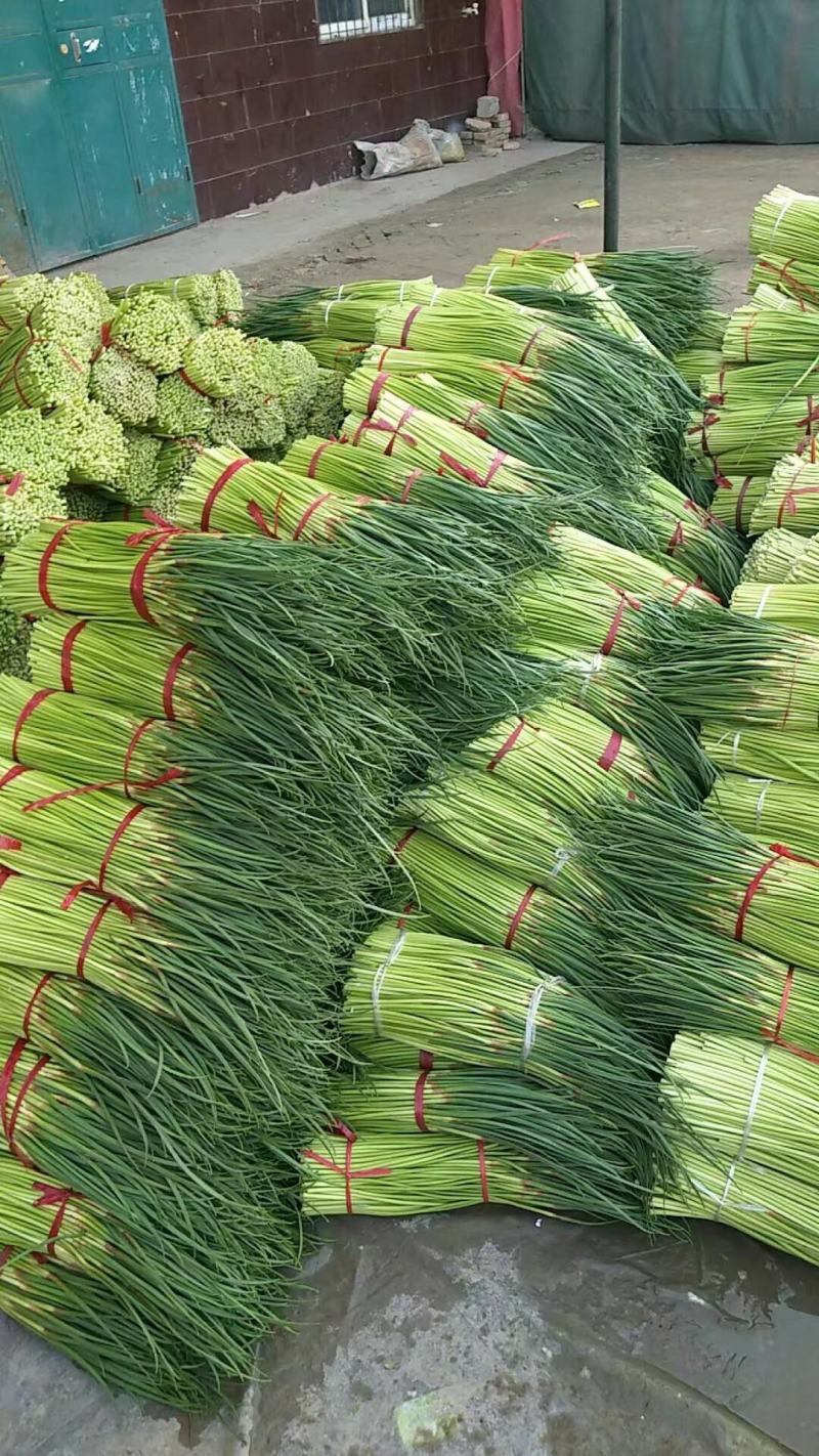 【蒜薹】新鲜红帽蒜薹大量供应，中牟基地诚信代办，欢迎看货
