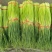 【蒜薹】新鲜红帽蒜薹大量供应，中牟基地诚信代办，欢迎看货