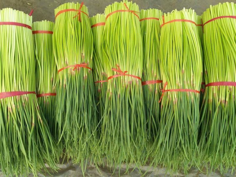 【蒜薹】新鲜红帽蒜薹大量供应，中牟基地诚信代办，欢迎看货