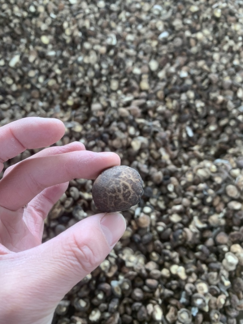 【上等好货】干香菇精选1.5-3香菇肉厚一手货源商家推荐