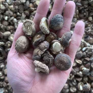 【上等好货】干香菇精选1.5-3香菇肉厚一手货源商家推荐
