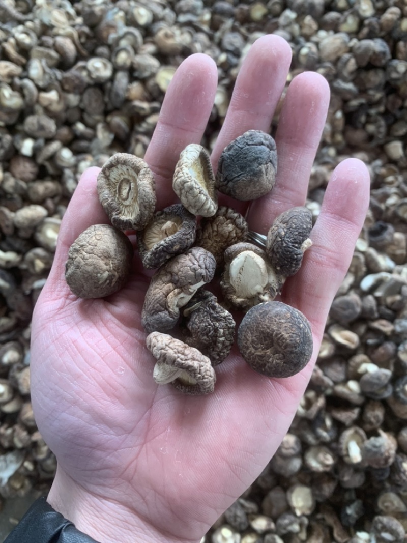 【上等好货】干香菇精选1.5-3香菇肉厚一手货源商家推荐