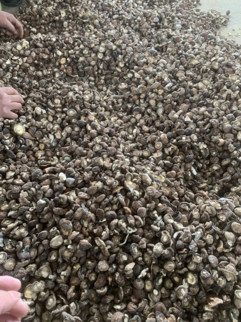 【上等好货】干香菇精选1.5-3香菇肉厚一手货源商家推荐