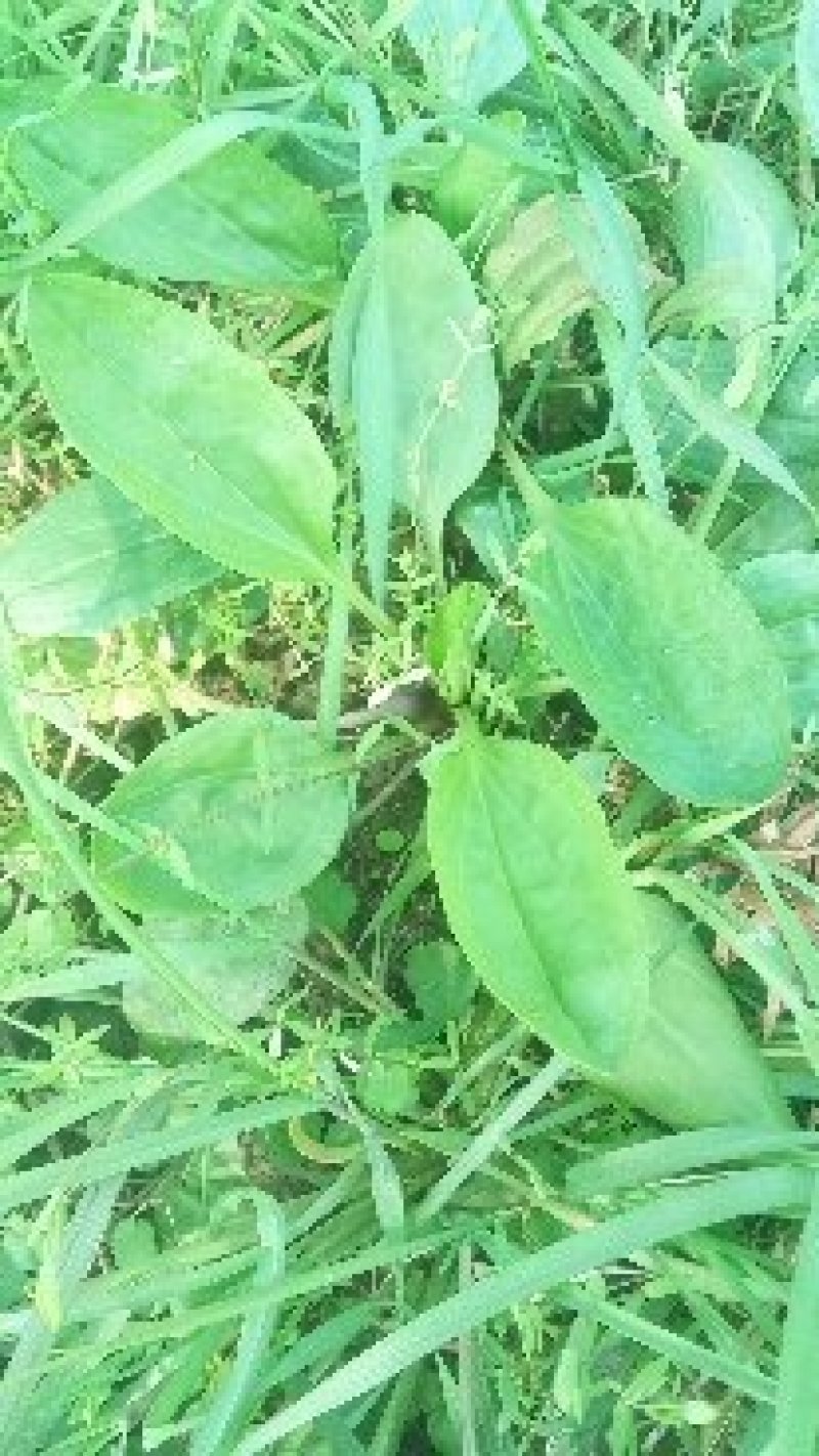 新鲜野生车前草今天新货干货鲜货量大从
