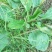新鲜野生车前草今天新货干货鲜货量大从