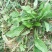 新鲜野生车前草今天新货干货鲜货量大从