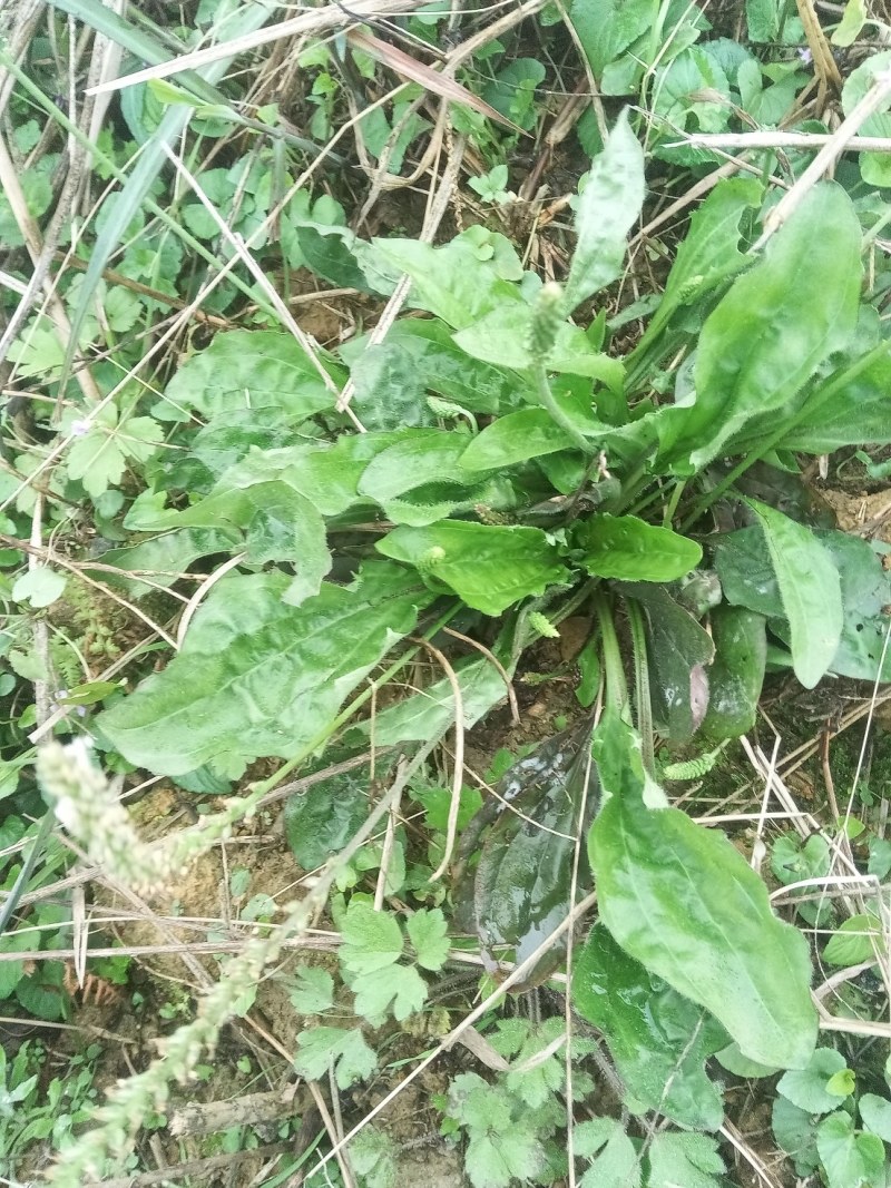 新鲜野生车前草今天新货干货鲜货量大从