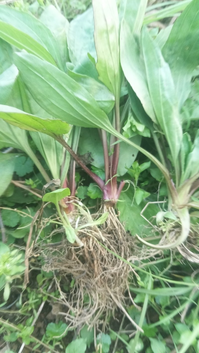 新鲜野生车前草今天新货干货鲜货量大从