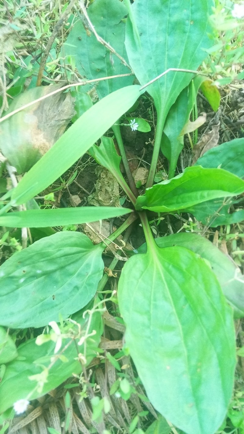 新鲜野生车前草今天新货干货鲜货量大从