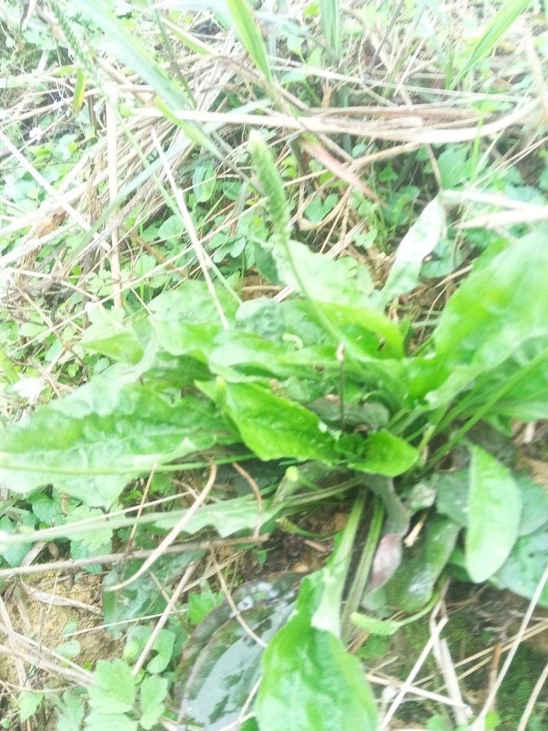 新鲜野生车前草今天新货干货鲜货量大从