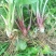 新鲜野生车前草今天新货干货鲜货量大从
