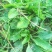 新鲜野生车前草今天新货干货鲜货量大从