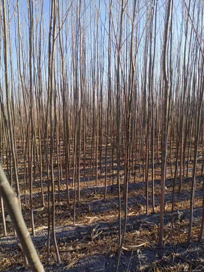 柳树大苗，胸径2公分，胸径3公分，胸径4公分