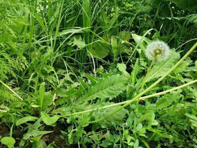 新疆蒲公英茶，叶子和根都有，需要时请注明。1斤起包邮