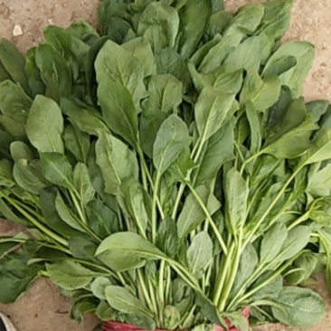 小叶菠菜大量上市，欢迎下单