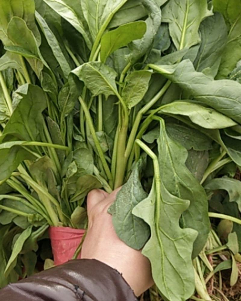 小叶菠菜大量上市，欢迎下单