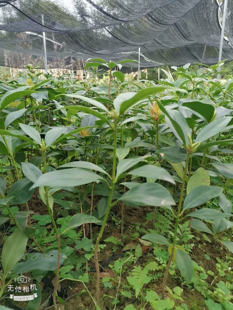 古龙大红八角实生苗嫁接苗