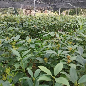 古龙大红八角实生苗嫁接苗