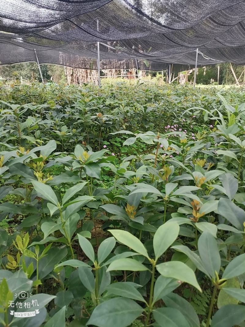 古龙大红八角实生苗嫁接苗