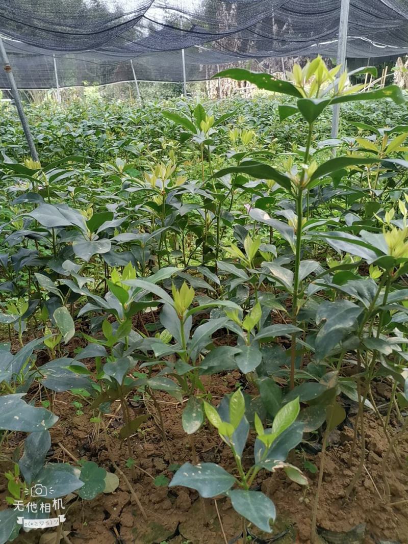 古龙大红八角实生苗嫁接苗